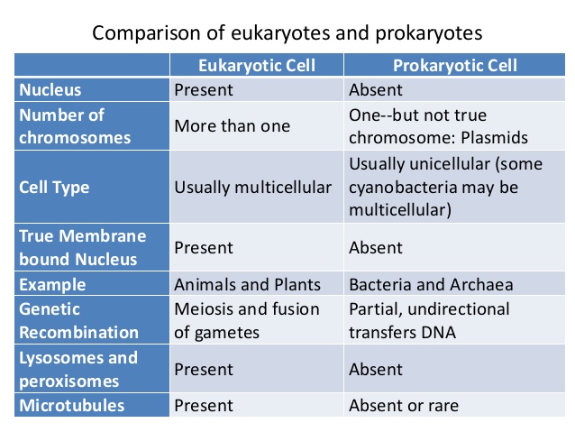 Difference Between Prokaryotic And Eukaryotic Cell Pdf Converter